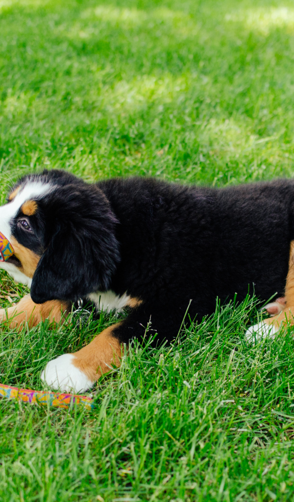Happy Puppy Bernese Mountain dog takes away the leash