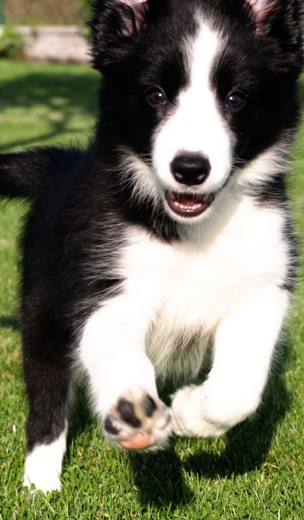 Счастливый щенок бордер-колли бежит по траве