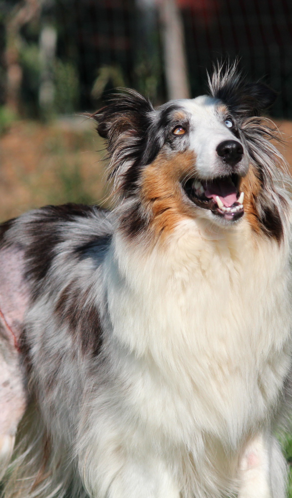 Счастливая собака породы шелти