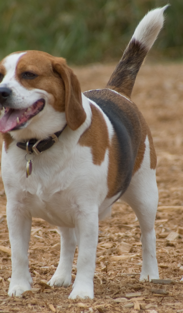 Счастливая собака породы бигль