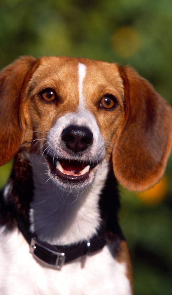 Счастливая собака породы бигль увидела хозяина