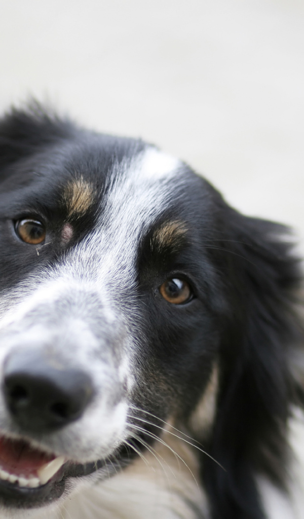 Счастливая бордер-колли крупным планом