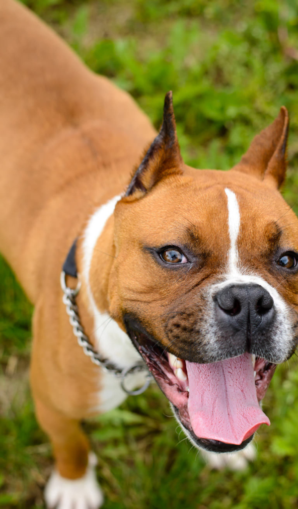 Счастливый боксёр любит фотографироваться