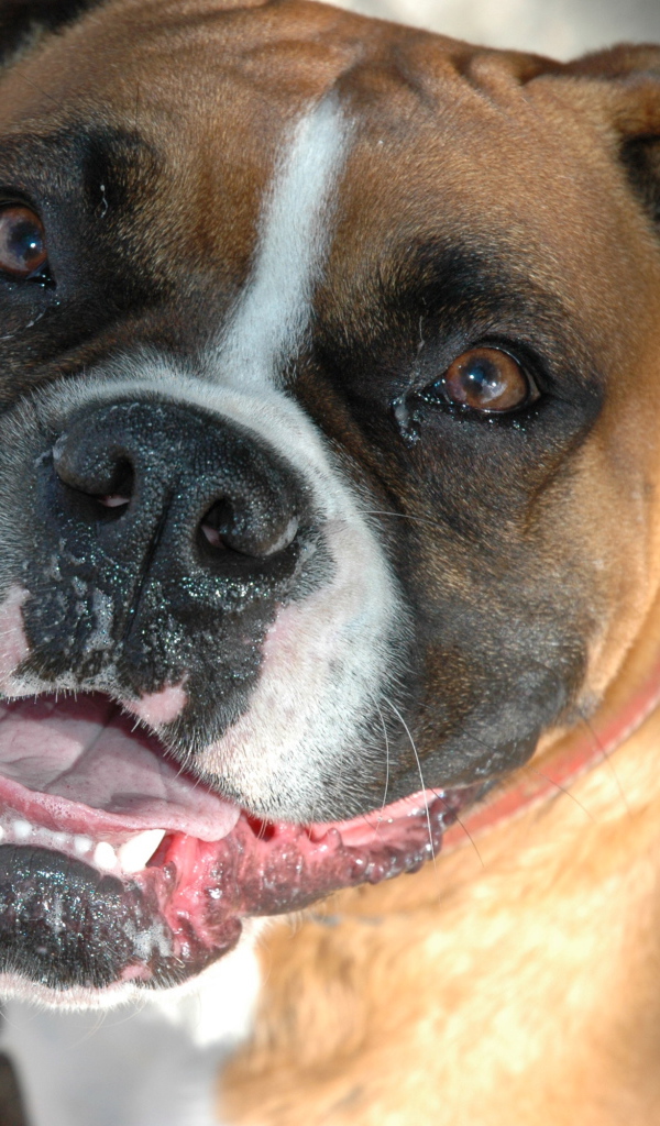 Счастливый боксёр смотрит на фотографа