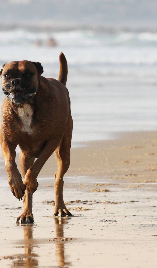 Счастливый боксёр бежит по берегу моря