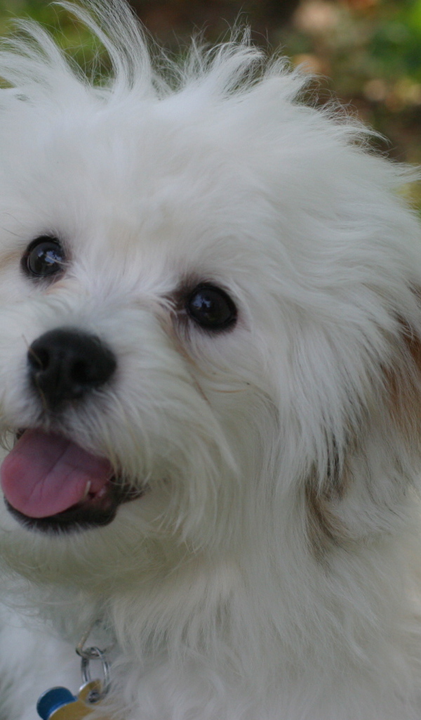 Счастливая собака породы бишон-фриз просит лакомство