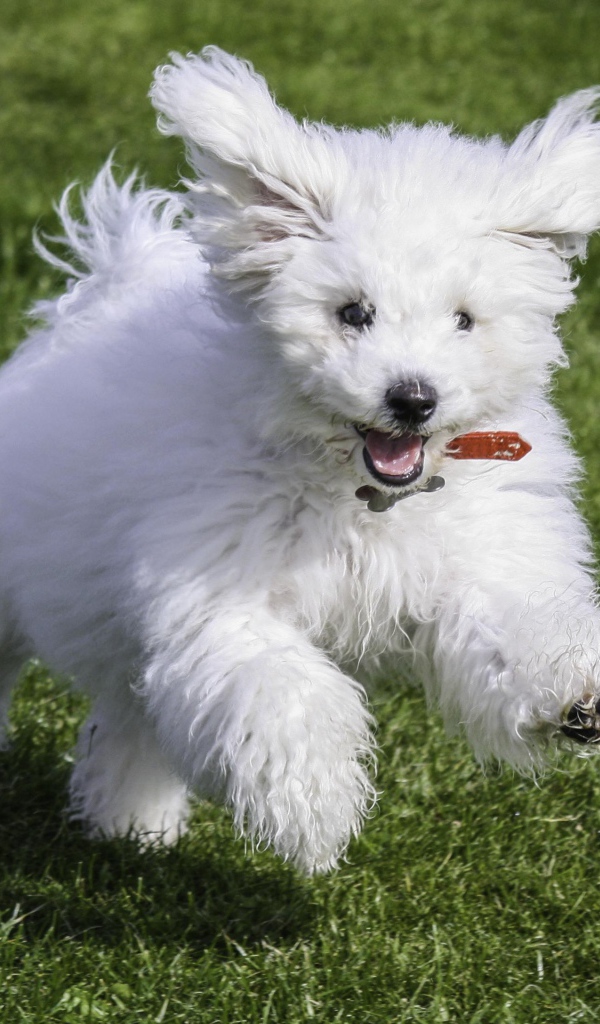 Happy dog ​​breed Bichon Frise runs across the lawn