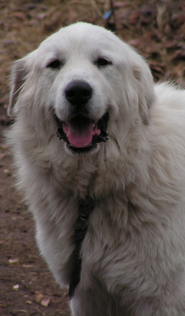 Счастливая большая пиренейская собака