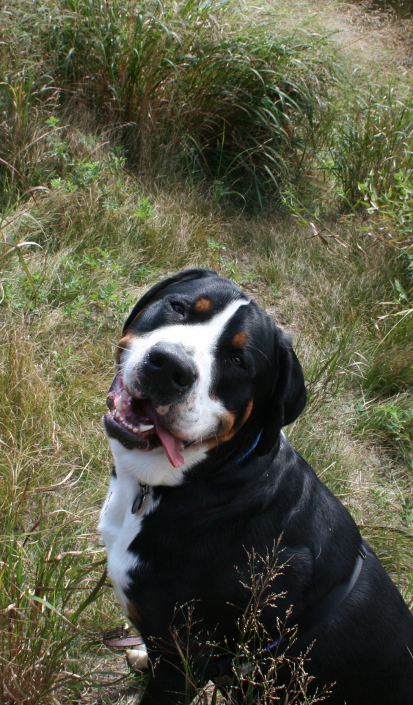 Счастливый большой швейцарский зенненхунд в высокой траве