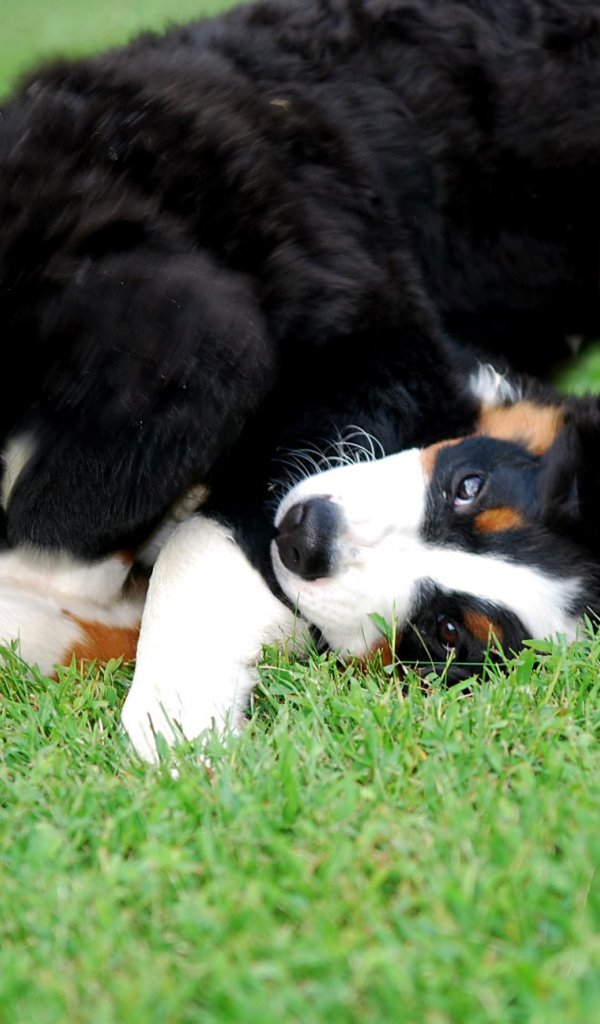Счастливые щенки бернской пастушьей собаки играют на газоне