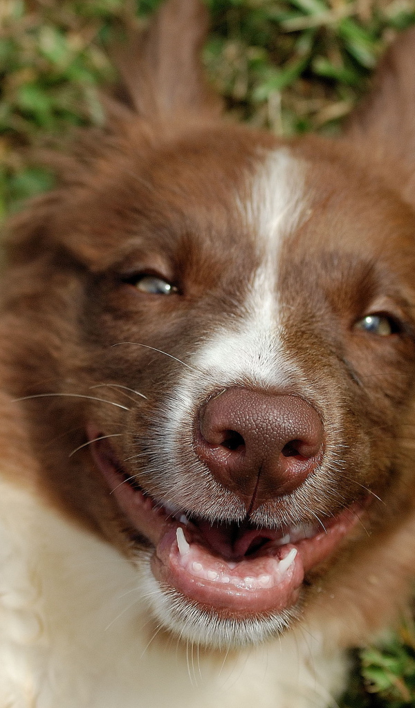 Счастливая рыжая бордер-колли