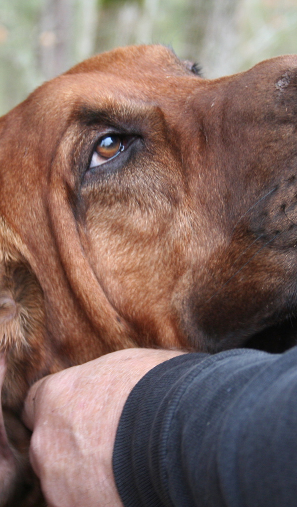 Хозяин чешет ухо бладхаунду