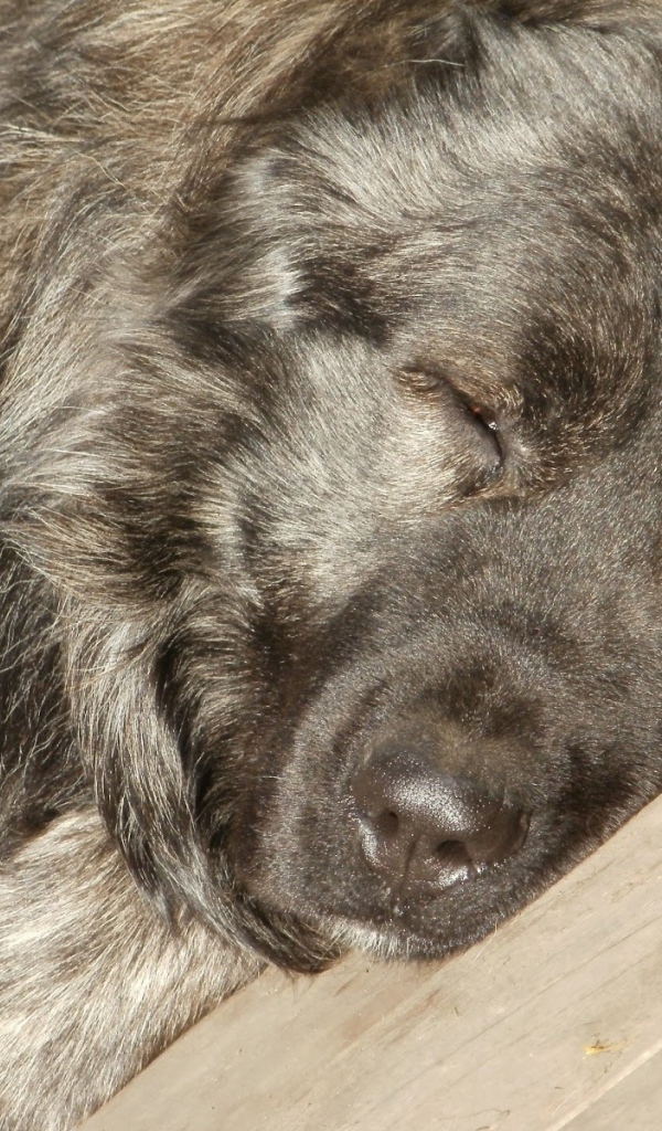 Огромная Кавказская овчарка спит