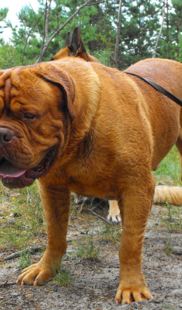 Огромны Бордоский дог ищет что-то