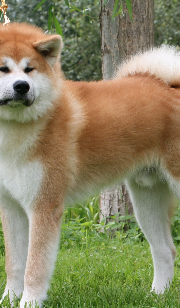 Огромная Кавказская овчарка