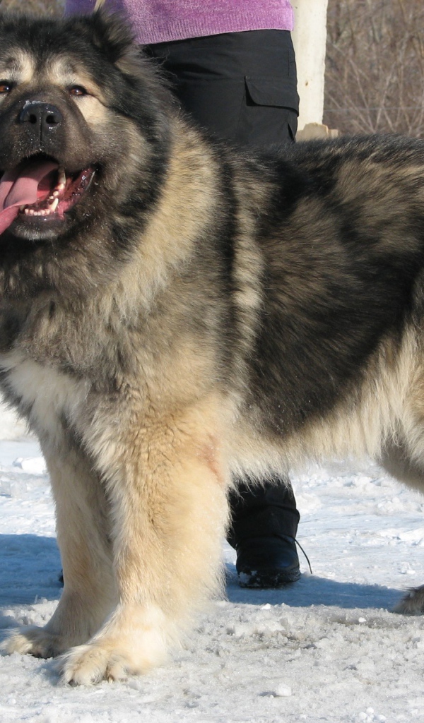 Огромная Кавказская овчарка на снегу