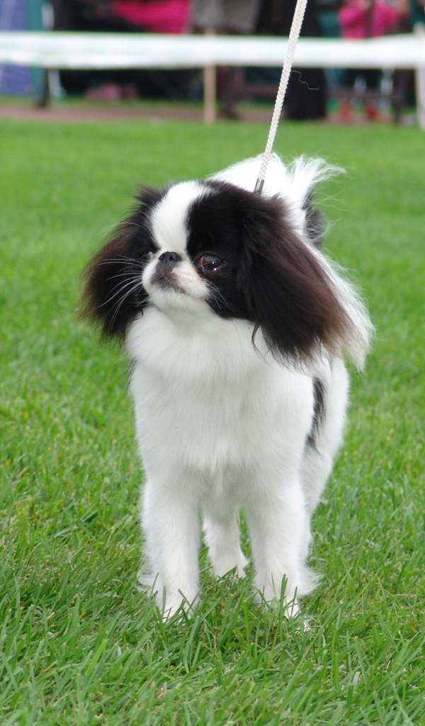 Японский хин на собачьей выставке