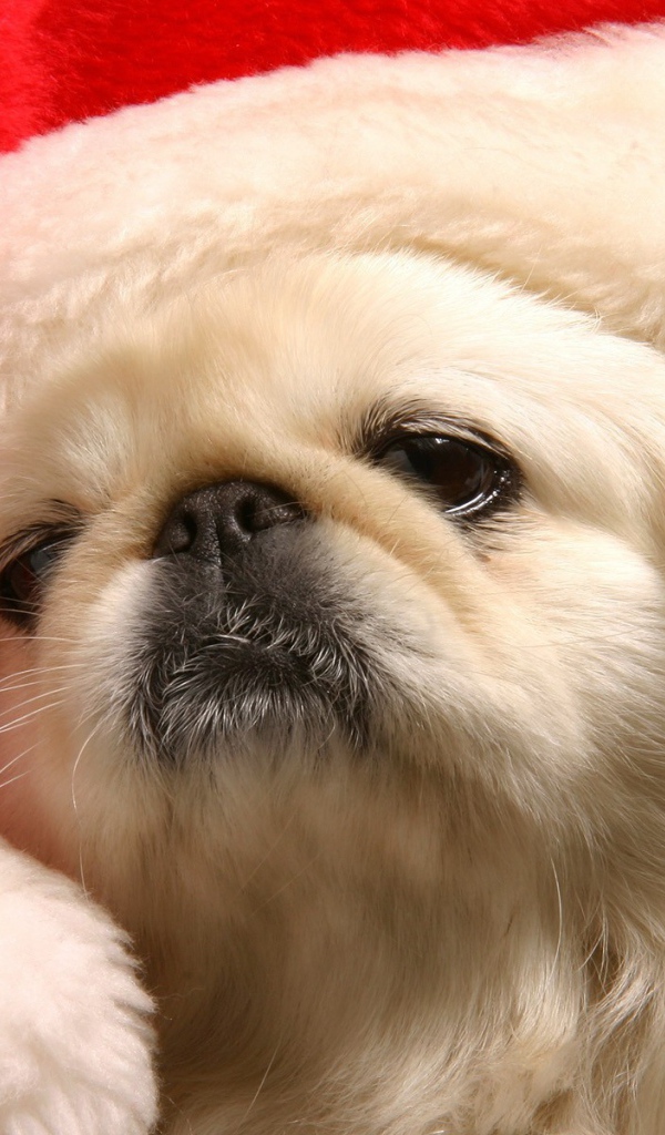 Японский хин в шапке Деда Мороза