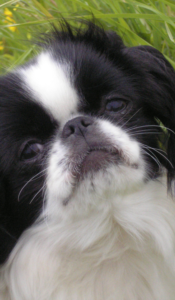 Японский хин в траве