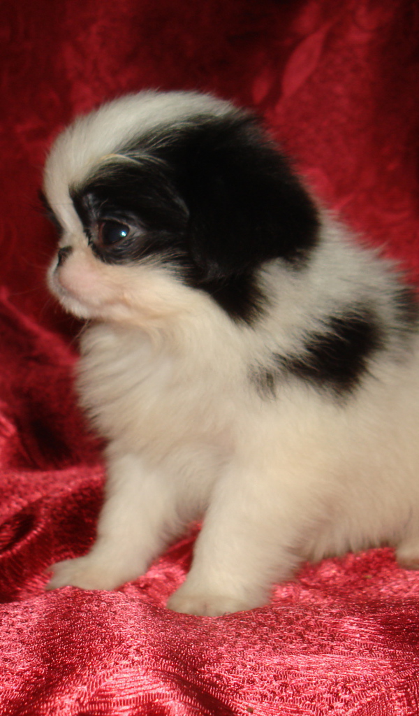 Щенок японского хина