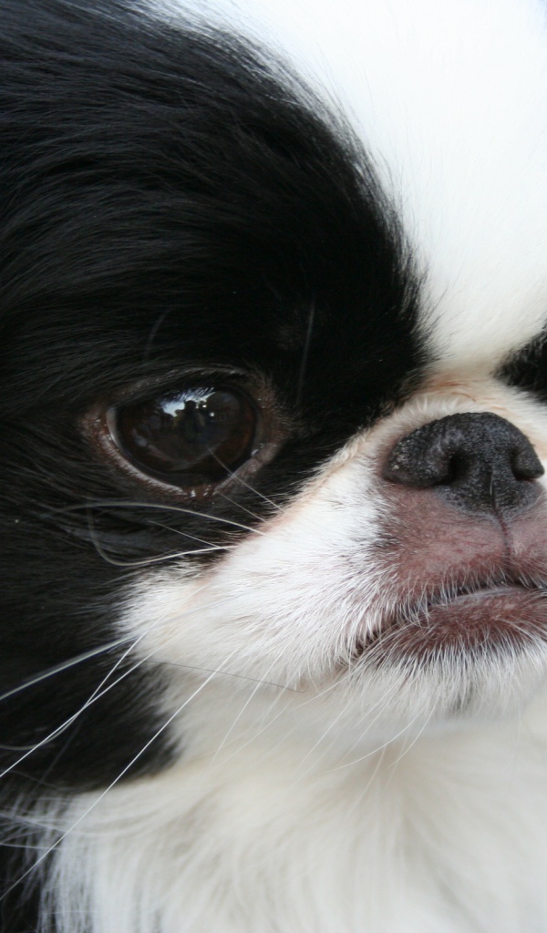 Японский хин крупным планом