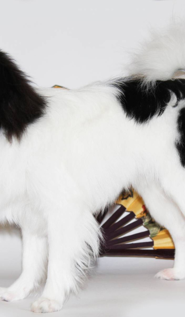 Японский хин на белом фоне