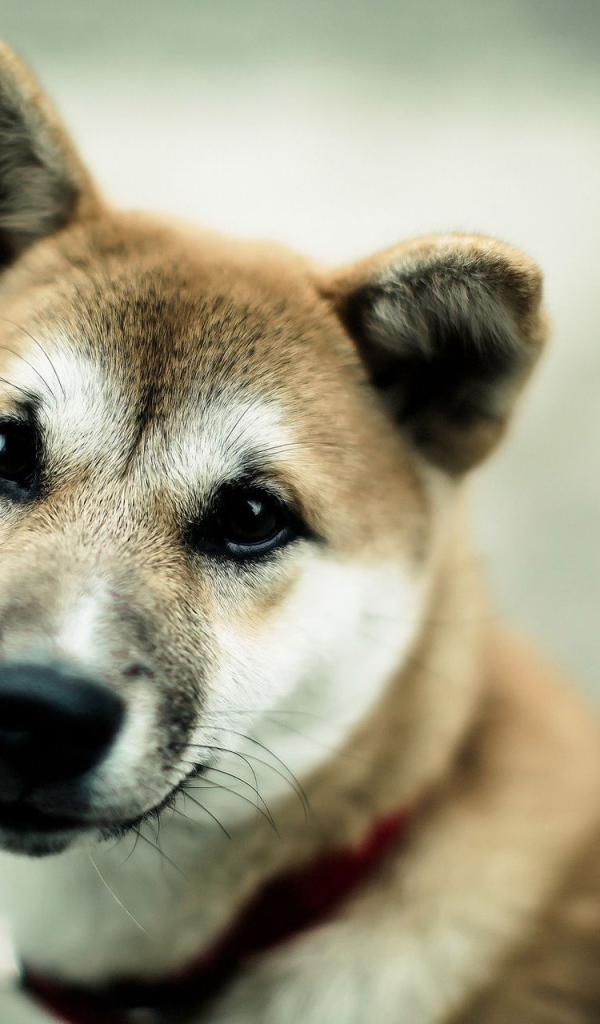 Японская порода собаки акита-ину