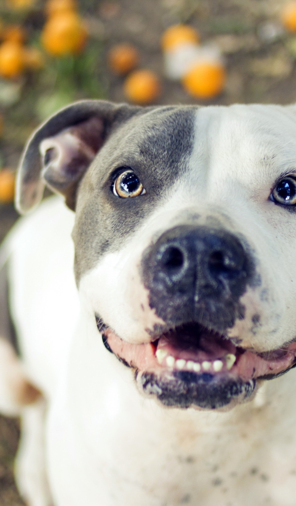 Радостный питбуль в саду