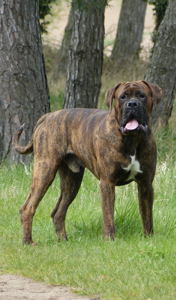 Крупный боксёр на прогулке