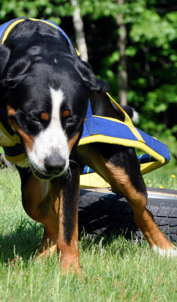 Ленивый большой швейцарский зенненхунд