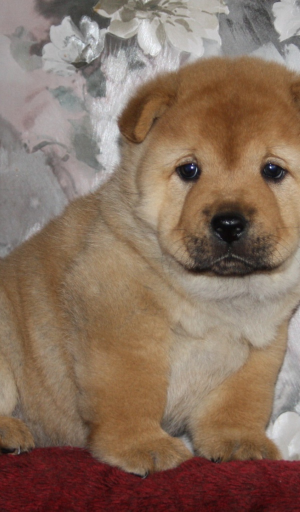 Маленький чау-чау