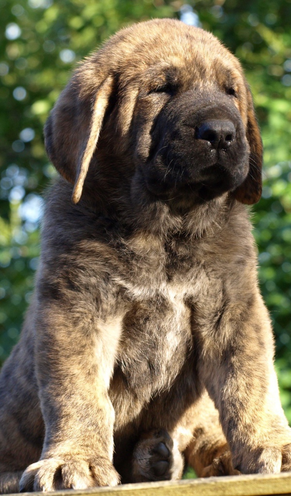 Маленький Испанский мастиф на столе