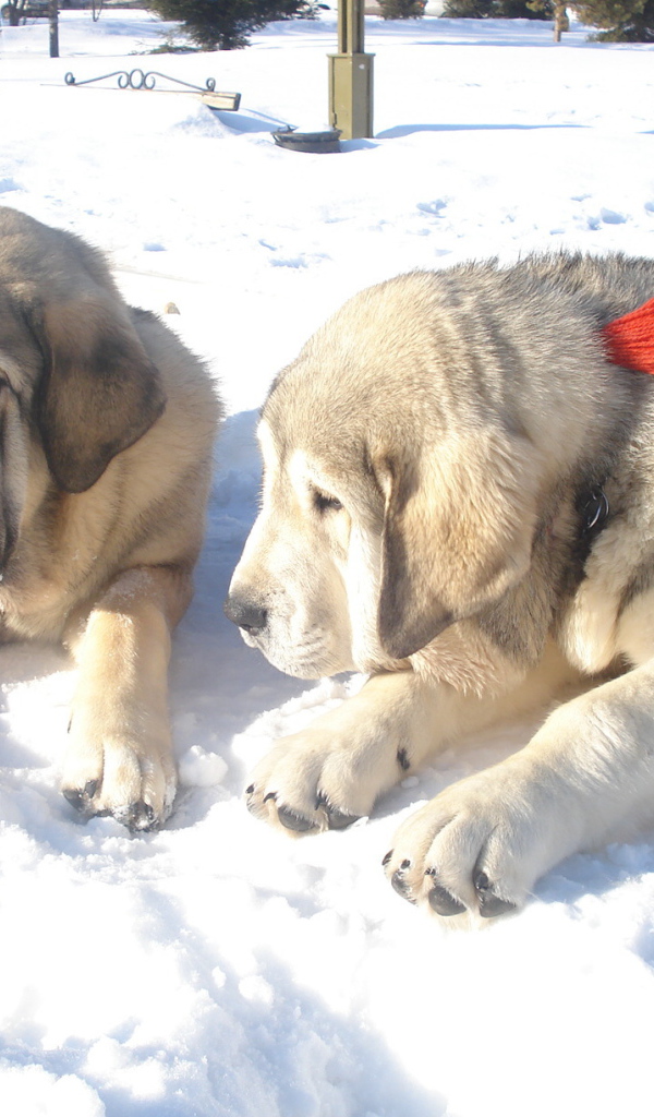 Маленькие испанские мастифы на снегу