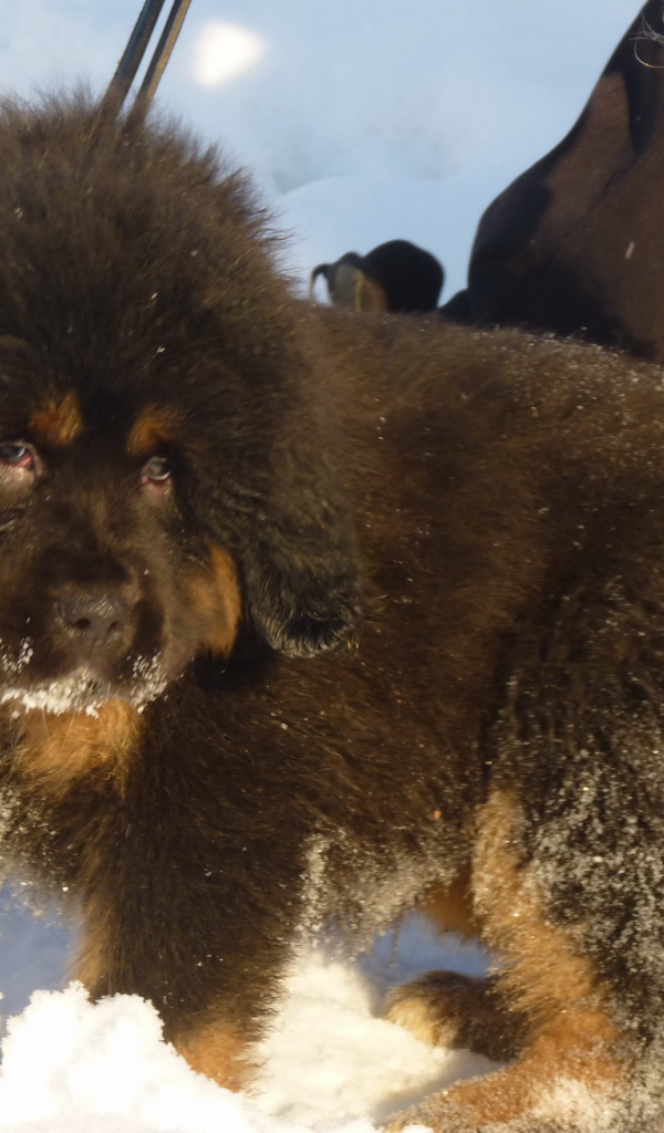 Маленький тибетский мастиф на снегу