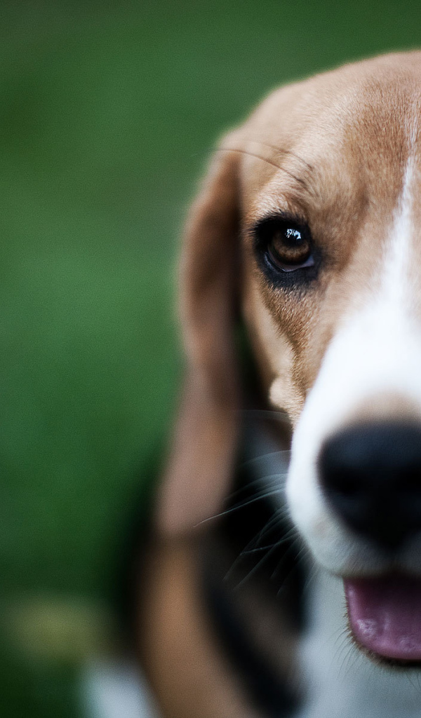 Маленький милый Грейхаунд