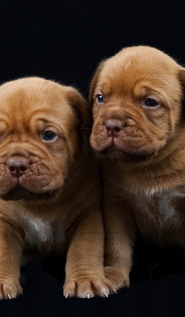 Маленькие щенки Бордоского дога 