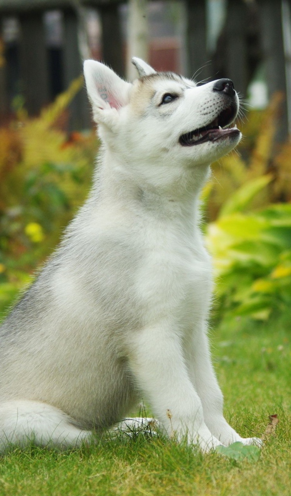 Маленький белый сибирский хаски