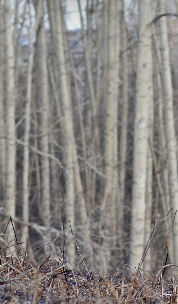 Одинокий боксёр в пустом лесу