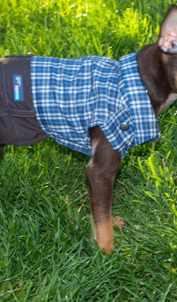 Карликовый пинчер одетый как мальчик