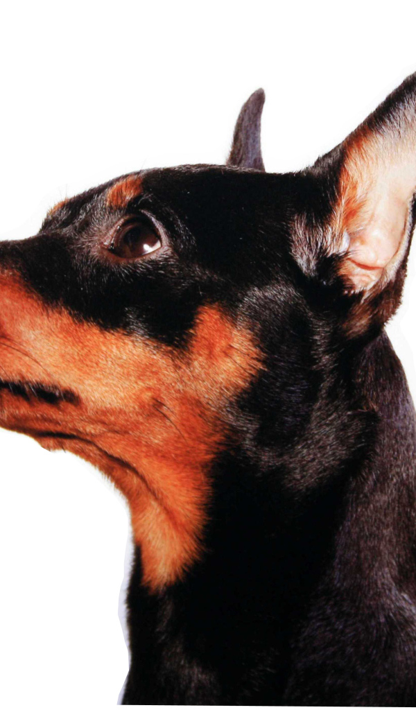 Карликовый пинчер лицо крупным планом