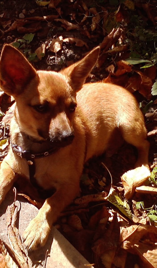 Карликовый пинчер на земле