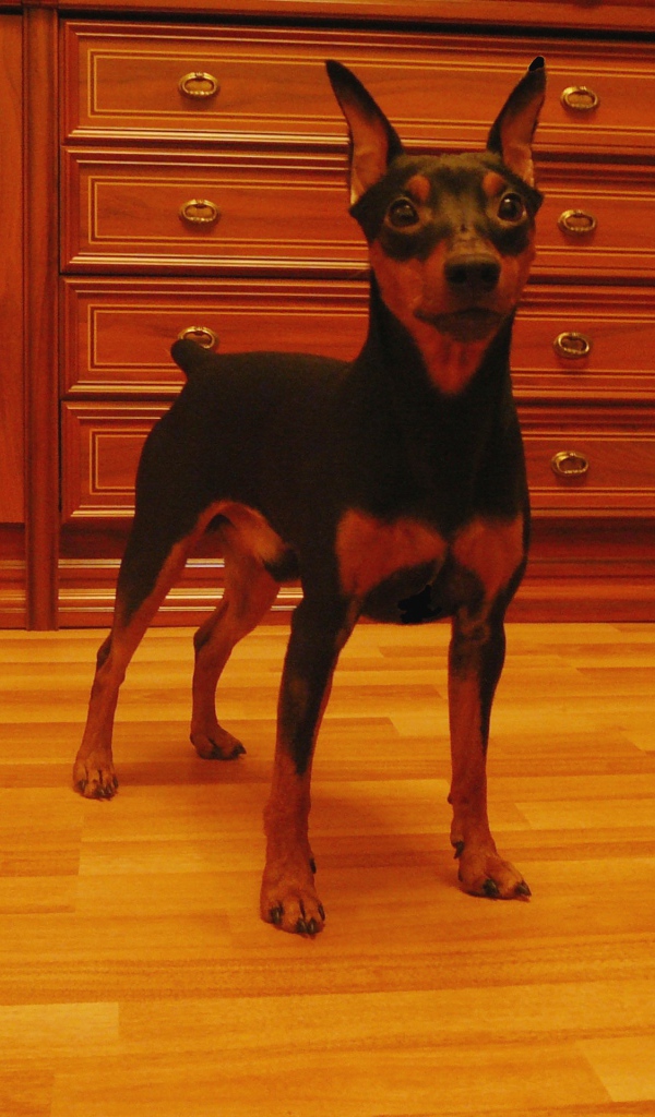 Карликовый пинчер на кухне