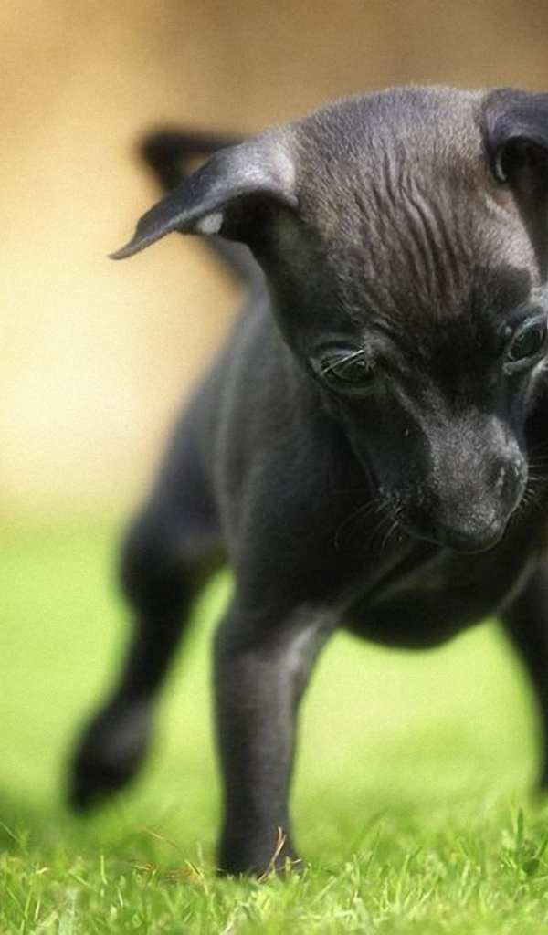 Карликовый пинчер играет во дворе