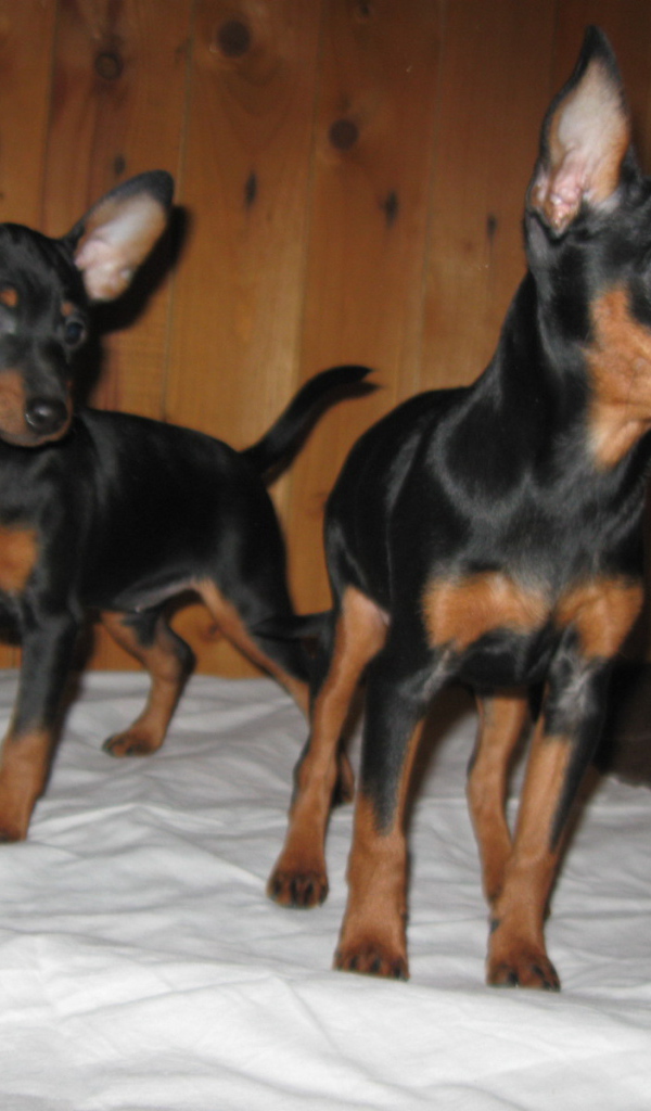 Miniature Pinschers on the bed
