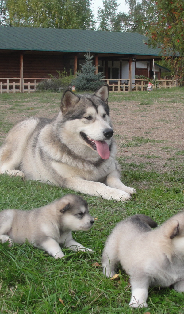 Мама и щенки аляскинского маламута