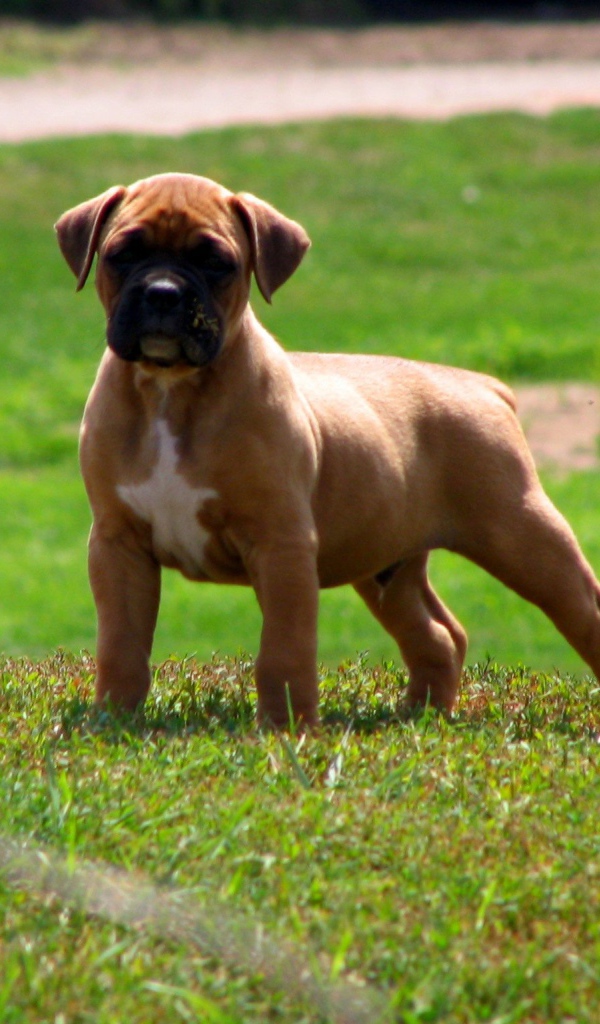 Мускулистый щенок боксёра на траве