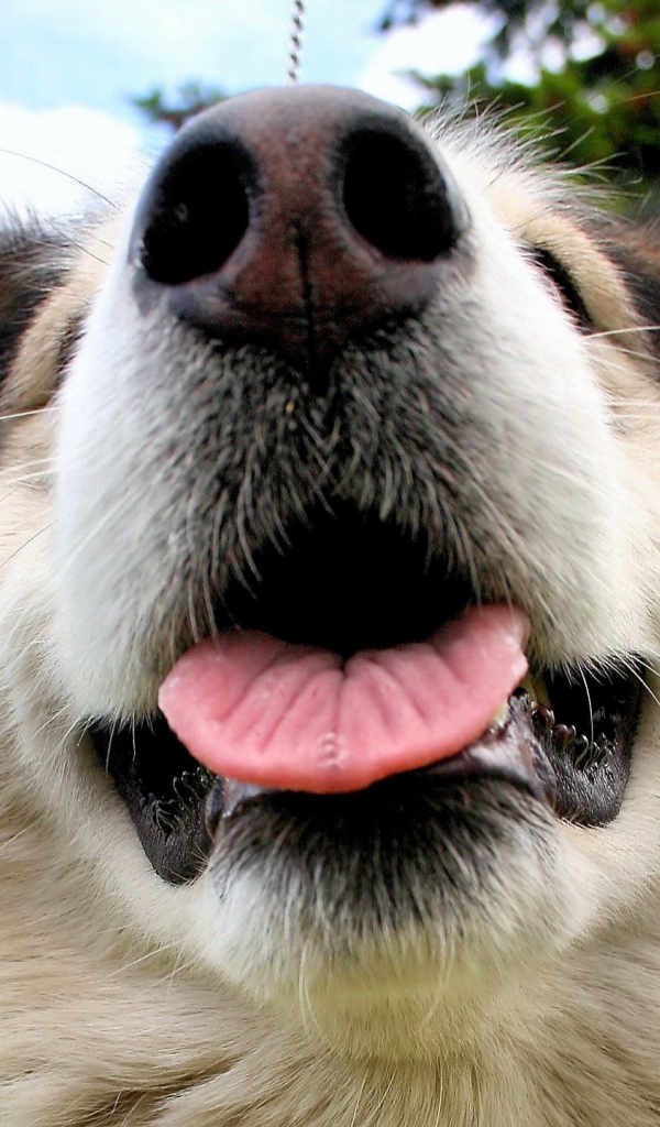 Морда Аляскинского маламута