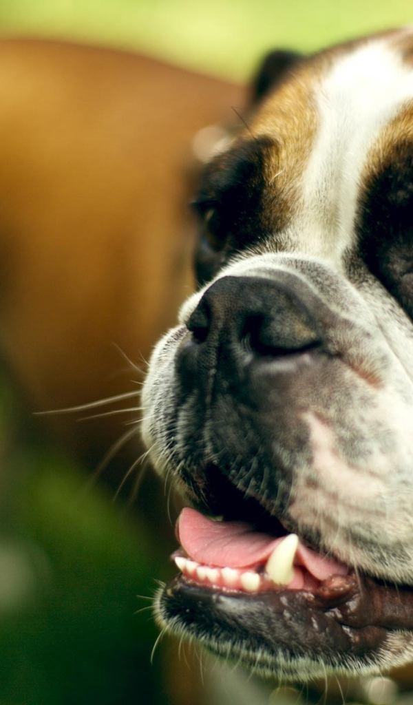 Морда счастливого боксёра