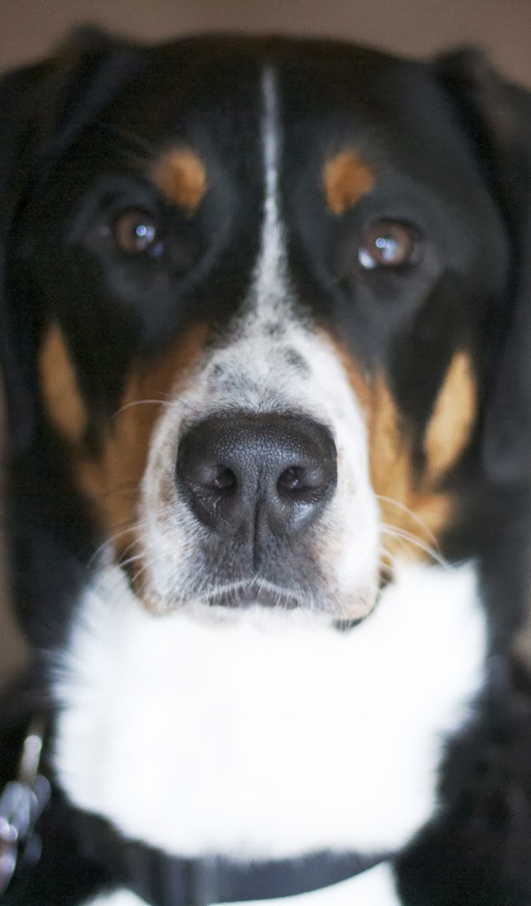 Нос большого швейцарского зенненхунда