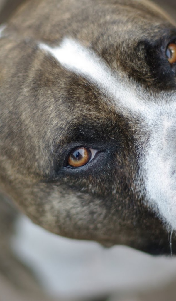 Питбуль, умный взгляд